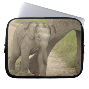 Inder / Asiatischer Elefant und Jungtier, Corbett  Laptopschutzhülle