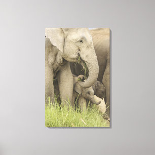 Inder / Asiatischer Elefant und Jungtier, Corbett Leinwanddruck