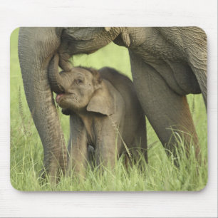 Inder / Asiatischer Elefant und Jungtier, Corbett  Mousepad