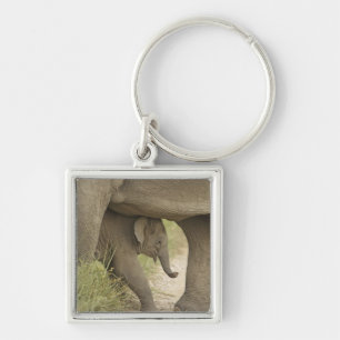 Inder / Asiatischer Elefant und Jungtier, Corbett Schlüsselanhänger