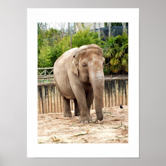 Inder-Elefant Poster (Vorne)