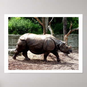 Inder Rhinozeros Poster