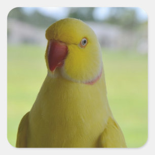 Inder Ringneck im Schatten Quadratischer Aufkleber