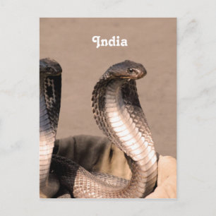 India Cobra Postkarte