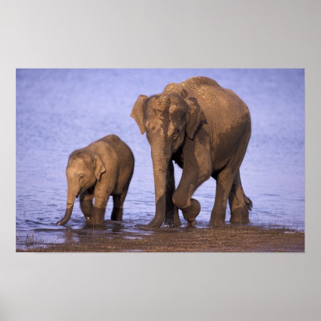 India, Nagarhole National Park. Asian elephant Poster (Vorne)
