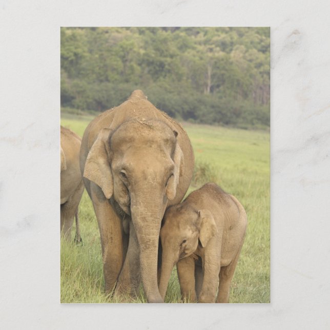 Indian / Asian Elephant and young one,Corbett Postkarte (Vorderseite)