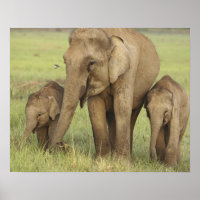 Indian Asian Elephant & Young Ones