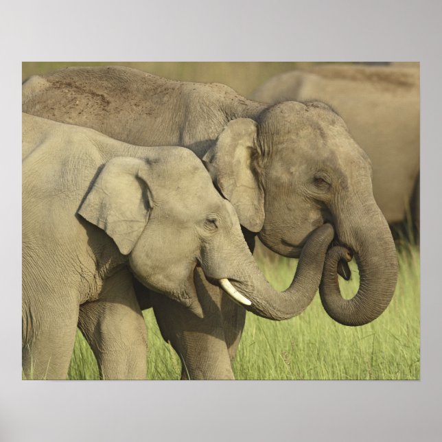 Indian Asian Elephants Poster (Vorne)