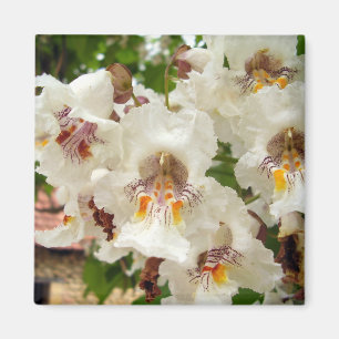 Indian Bean Tree Blume Magnet
