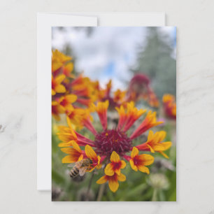 Indian Blanket & Bee Tongue Einladung