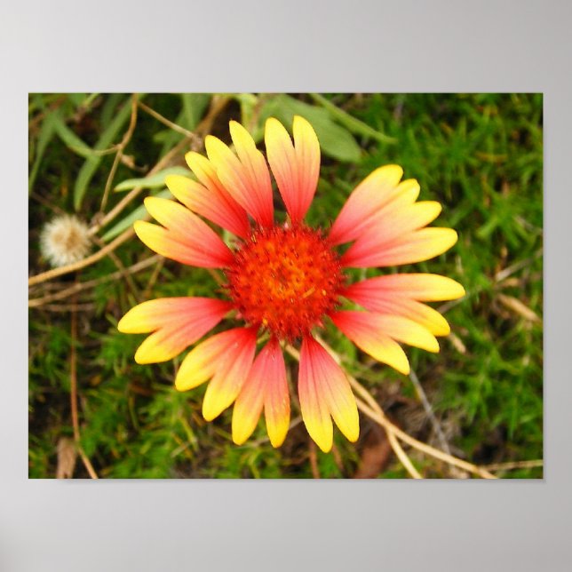 Indian Blanket Poster (Vorne)