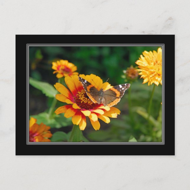 Indian Blanket Wildblume and Butterfly Postcard Postkarte (Vorderseite)