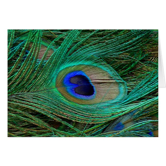 Indian Blue Peacock Feather (Vorderseite (Horizontal))