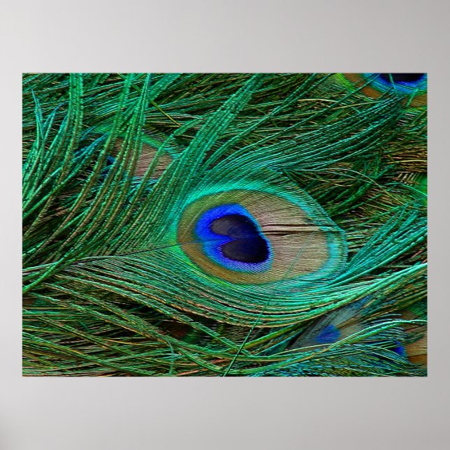 Indian Blue Peacock Feather Poster Print (Vorne)