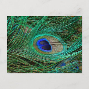 Indian Blue Peacock Feather Postkarte