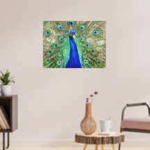Indian Blue Peacock