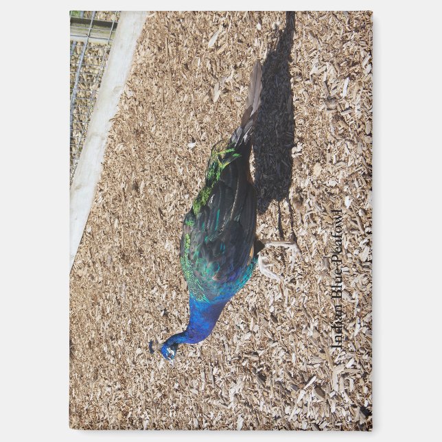 Indian Blue Peafowl magnet (Vorderseite)