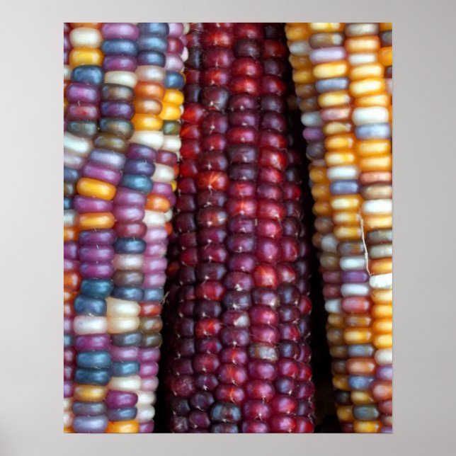 Indian Corn Print by Kim Rowlett Poster (Vorne)