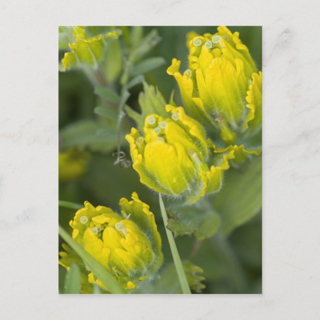 Indian Golden Paintbrush Castilleja Postkarte (Vorderseite)