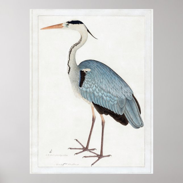 Indian Gray Heron (1780-1782) von Ram Das Poster (Vorne)