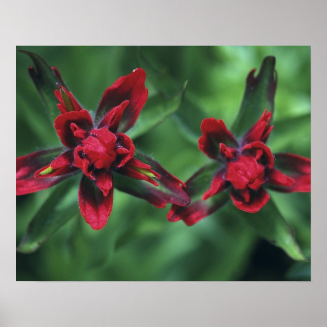 Indian Paintbrush, Banff NP, Alberta, Kanada 2 Poster (Vorne)