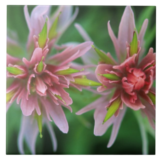 Indian Paintbrush, Banff NP, Alberta, Kanada Fliese (Vorderseite)