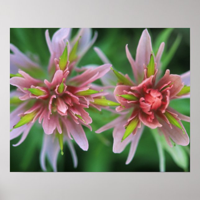 Indian Paintbrush, Banff NP, Alberta, Kanada Poster (Vorne)
