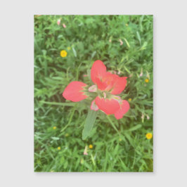 Indian Paintbrush Bloom Magnet