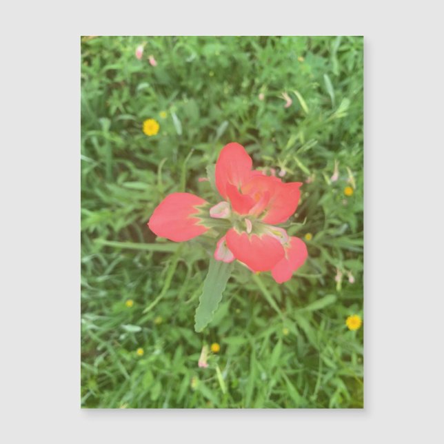 Indian Paintbrush Bloom Magnet (Vorderseite)