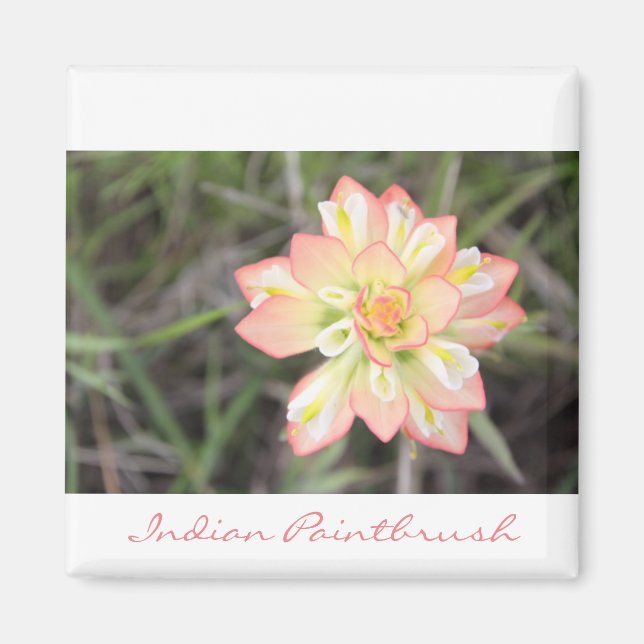 Indian Paintbrush Magnet (Vorne)