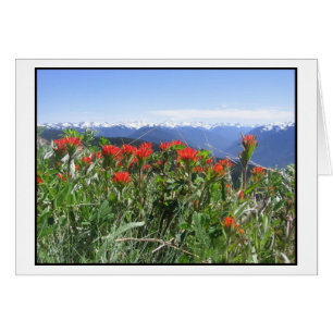 Indian Paintbrush, Olympischer Nationalpark
