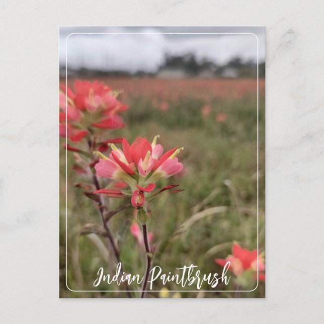 Indian Paintbrush Postcard Postkarte (Vorderseite)