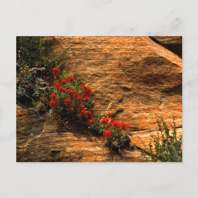 Indian Paintbrush Postcard Postkarte (Vorderseite)