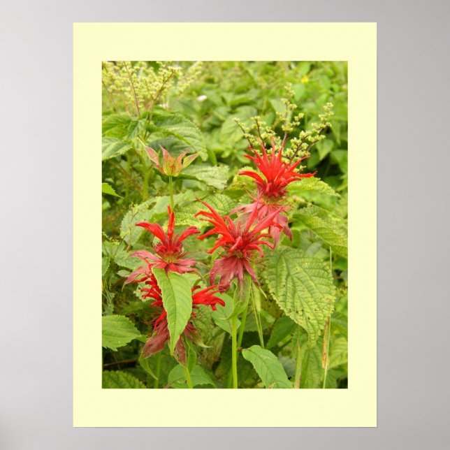 Indian Paintbrush Poster (Vorne)