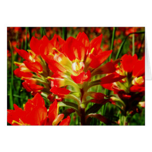 Indian Paintbrush Red Texas Wildblume Blank