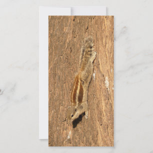Indian Palm Eichhörnchen auf einem Baumstamm