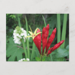 Indian Pink Postcard Postkarte