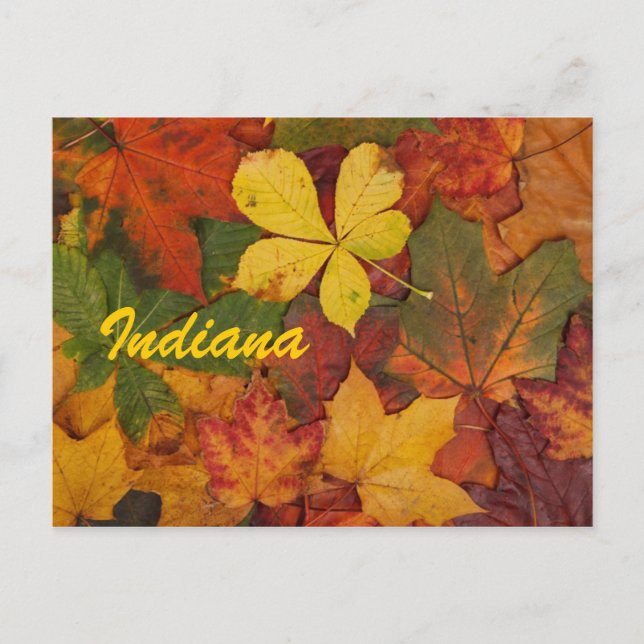 Indiana Autumn Leaves Postcard Postkarte (Vorderseite)