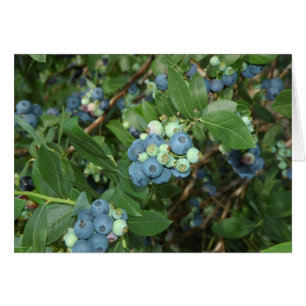 Indiana-Blaubeeren