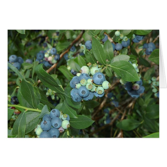 Indiana Blueberries (Vorderseite (Horizontal))