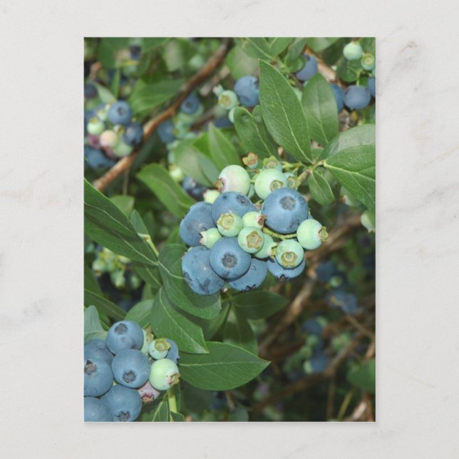 Indiana Blueberries Postkarte (Vorderseite)