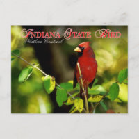 Indiana Staat Bird - Nordlicher Kardinal