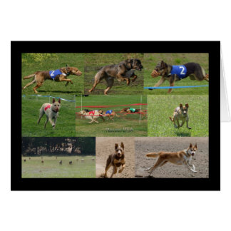 indiandog Rennen USA