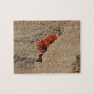 Indianer-Pinselschildblume in Felsen in Zion