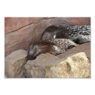 Indianerfisch Fotodruck