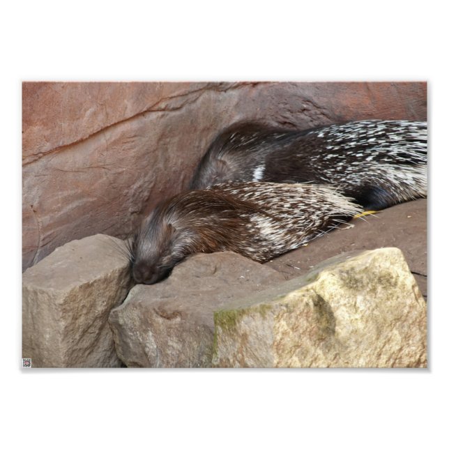 Indianerfisch Fotodruck (Vorne)