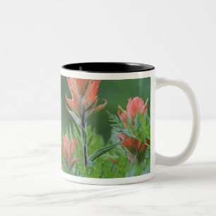 Indianerpinsel, Castilleja miniata, Ouray, Zweifarbige Tasse