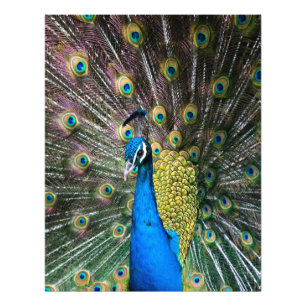 Indianisch-grüne Pfauenvogelfedern sind ausgestell Fotodruck
