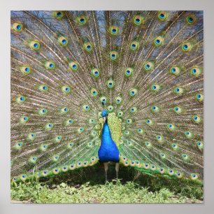 Indien Blue Peacock Poster