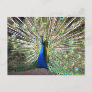 Indien Blue Peacock Postkarte